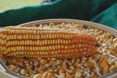 close-up detalhado de uma espiga de milho seca, de cor laranja-amarelada vibrante, repousando sobre uma gra