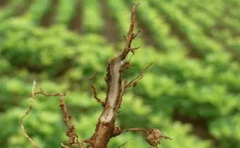 close-up detalhado da raiz de uma planta, que apresenta sinais evidentes de doença. A raiz principal e as s