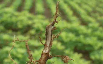 close-up detalhado da raiz de uma planta, que apresenta sinais evidentes de doença. A raiz principal e as s