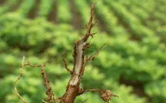 close-up detalhado da raiz de uma planta, que apresenta sinais evidentes de doença. A raiz principal e as s