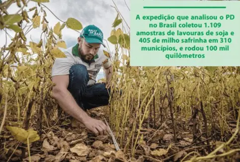 técnico agrônomo ou pesquisador agachado em uma lavoura de soja, que se encontra em estágio avançado de ma