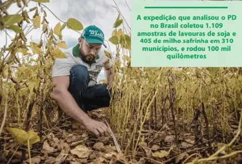 técnico agrônomo ou pesquisador agachado em uma lavoura de soja, que se encontra em estágio avançado de ma