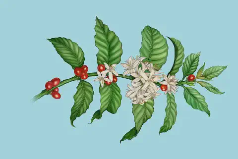 uma ilustração botânica detalhada de um ramo de cafeeiro sobre um fundo azul claro e sólido. O ramo apresenta