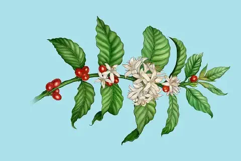 uma ilustração botânica detalhada de um ramo de cafeeiro sobre um fundo azul claro e sólido. O ramo apresenta