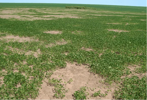 uma lavoura em estágio inicial de desenvolvimento, provavelmente de soja, apresentando um problema significati