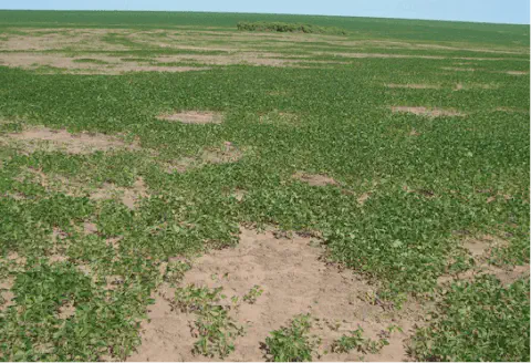 uma lavoura em estágio inicial de desenvolvimento, provavelmente de soja, apresentando um problema significati