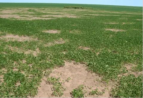 uma lavoura em estágio inicial de desenvolvimento, provavelmente de soja, apresentando um problema significati