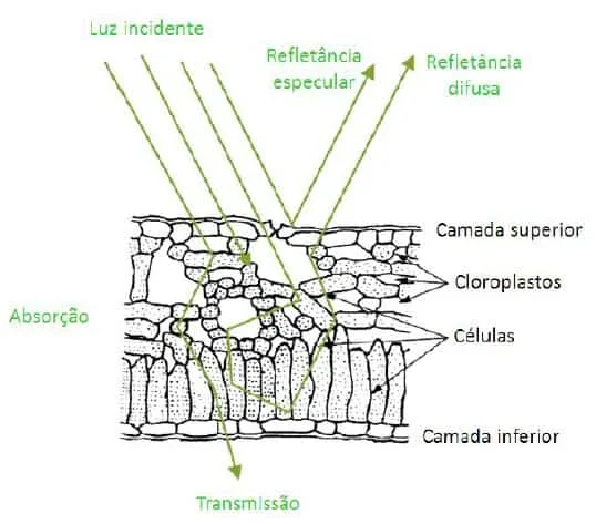 diagrama científico que ilustra a interação da luz solar com a estrutura interna de uma folha de planta. Ela de
