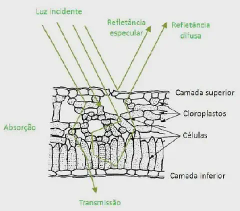 diagrama científico que ilustra a interação da luz solar com a estrutura interna de uma folha de planta. Ela de