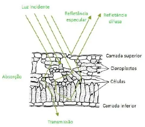 diagrama científico que ilustra a interação da luz solar com a estrutura interna de uma folha de planta. Ela de