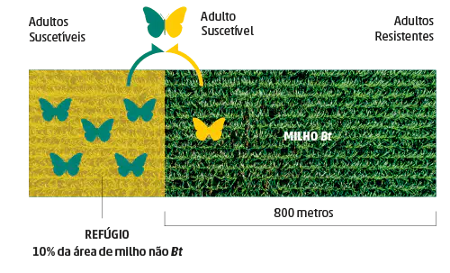 Refúgio no Milho Bt: O que é e Como Fazer o Manejo infográfico que explica de forma visual a estratégia do refúgio agrícola, uma prática essencial para o manejo d