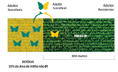 infográfico que explica de forma visual a estratégia do refúgio agrícola, uma prática essencial para o manejo d