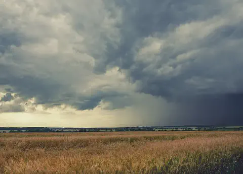 ampla paisagem agrícola, com uma plantação de grãos em estágio avançado de maturação, possivelmente trig