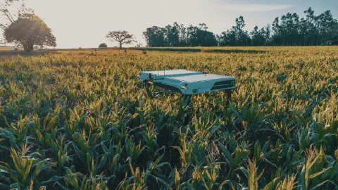robô agrícola autônomo, de design moderno e cor clara, posicionado no meio de uma extensa lavoura de milh