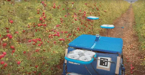 robô agrícola autônomo de cor azul operando no corredor de um pomar de maçãs. O veículo está equipado com m