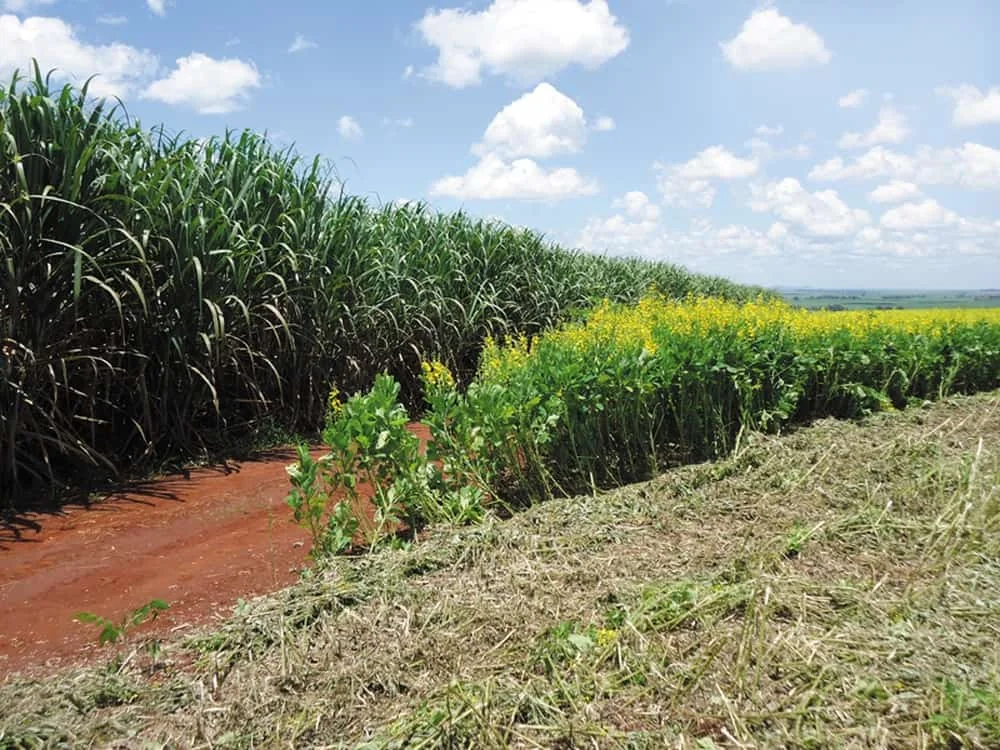 uma paisagem agrícola sob um céu azul com nuvens brancas, destacando a prática de consorciação ou rotação de c