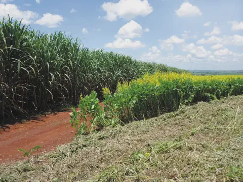 Plantio de Crotalaria spectabilis consorciada com a cana-de-açúcar