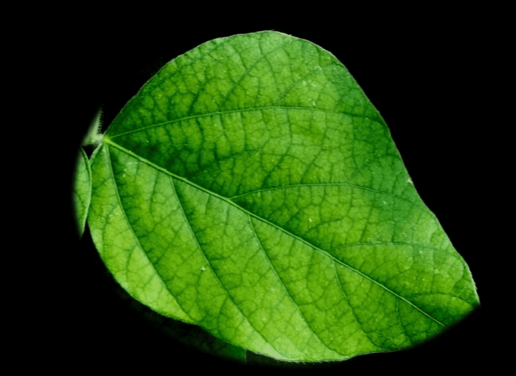 Saúde da Planta: Análise Detalhada de Folha de Soja close-up detalhado de uma única folha verde, possivelmente de soja, isolada contra um fundo preto sólido. A