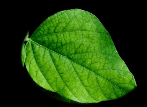 close-up detalhado de uma única folha verde, possivelmente de soja, isolada contra um fundo preto sólido. A
