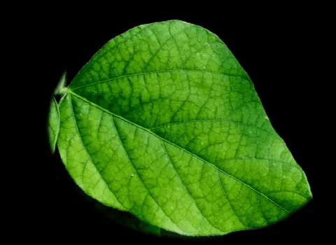 close-up detalhado de uma única folha verde, possivelmente de soja, isolada contra um fundo preto sólido. A