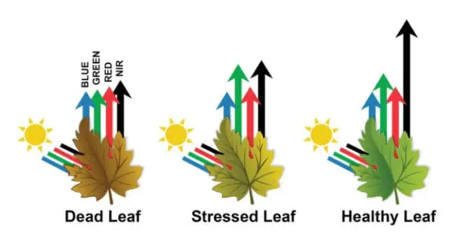 infográfico que ilustra o princípio da reflectância espectral em folhas de plantas, comparando três estados de