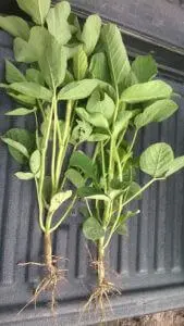 Saúde da Soja: Análise de Raízes e Nodulação duas plantas de soja jovens, recém-coletadas do campo, dispostas lado a lado sobre uma superfície escura e tex