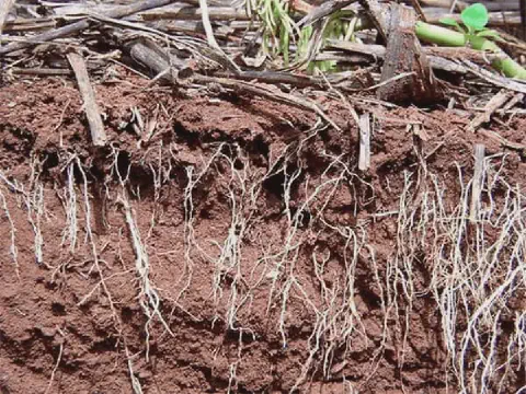 perfil de solo em corte, revelando a complexa interação entre a matéria orgânica e o desenvolvimento das pl