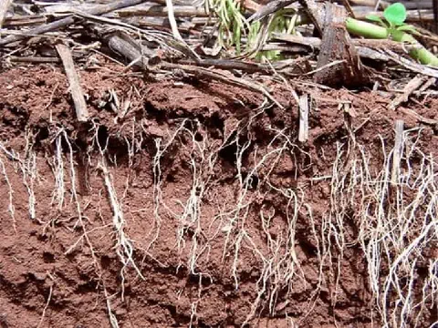 perfil de solo em corte, revelando a complexa interação entre a matéria orgânica e o desenvolvimento das pl