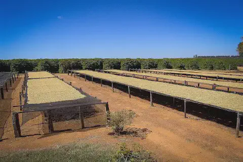 uma etapa crucial do processo pós-colheita em uma fazenda de café: a secagem dos grãos. Em primeiro plano, des