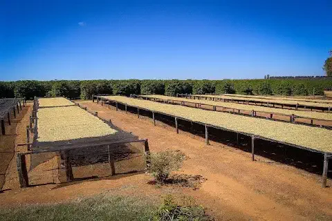 uma etapa crucial do processo pós-colheita em uma fazenda de café: a secagem dos grãos. Em primeiro plano, des