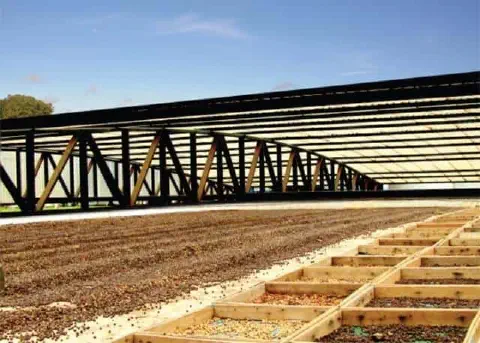 uma ampla instalação para a secagem de grãos de café, um processo crucial na etapa de pós-colheita. Em primeir