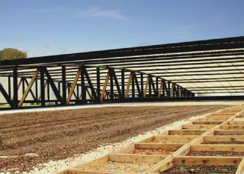 uma ampla instalação para a secagem de grãos de café, um processo crucial na etapa de pós-colheita. Em primeir