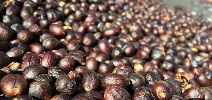 close-up detalhado de uma grande quantidade de grãos de café no processo de secagem natural, conhecidos com