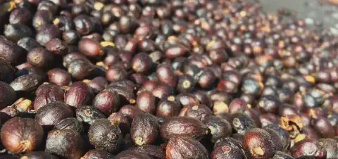 close-up detalhado de uma grande quantidade de grãos de café no processo de secagem natural, conhecidos com