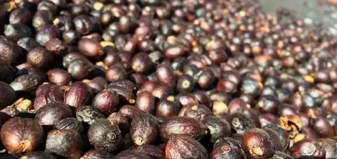 close-up detalhado de uma grande quantidade de grãos de café no processo de secagem natural, conhecidos com