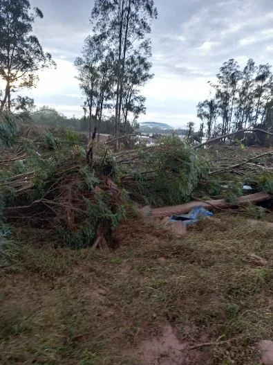Seguro Rural: Proteção Contra Desastres na Fazenda cenário de devastação em uma área rural ou de floresta plantada, provavelmente após a passagem de um even