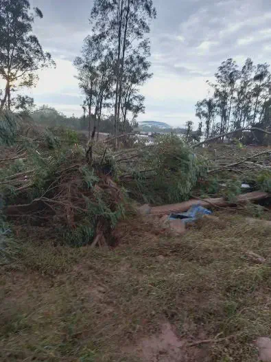 cenário de devastação em uma área rural ou de floresta plantada, provavelmente após a passagem de um even