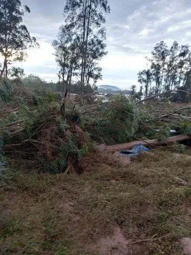 cenário de devastação em uma área rural ou de floresta plantada, provavelmente após a passagem de um even