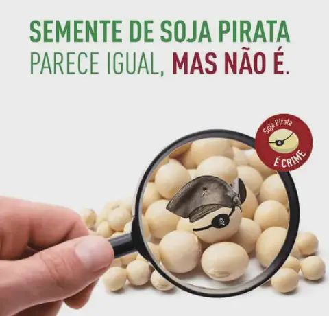peça de conscientização sobre o uso de sementes de soja piratas. Em um fundo branco, uma mão segura uma lupa s