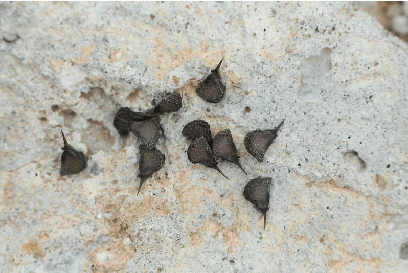 uma visão em close-up de várias sementes escuras, de cor marrom-acinzentada, espalhadas sobre uma superfície r