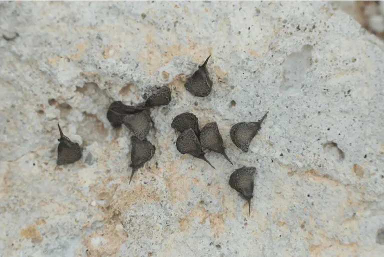 Sementes de Abrolho: Como Identificar e Controlar a Praga uma visão em close-up de várias sementes escuras, de cor marrom-acinzentada, espalhadas sobre uma superfície r