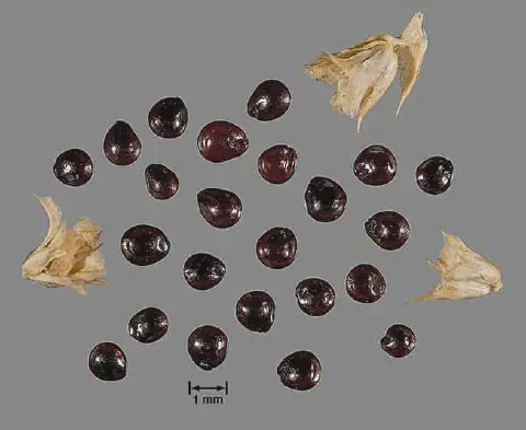 uma macrofotografia de sementes da planta daninha conhecida como caruru (gênero *Amaranthus*), dispersas sobre