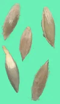 Sementes de capim-colchão (Digitaria sanguinalis)