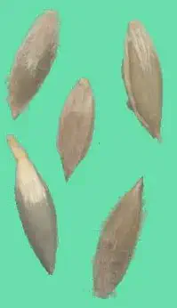 Sementes de capim-colchão (Digitaria sanguinalis)