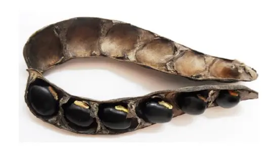 uma vagem de leguminosa seca e aberta, sobre um fundo branco. Uma metade da vagem contém várias sementes grand