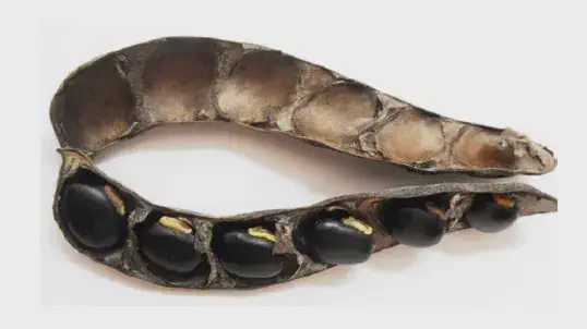 Vagem com sementes de mucuna-preta uma vagem de leguminosa seca e aberta, sobre um fundo branco. Uma metade da vagem contém várias sementes grand