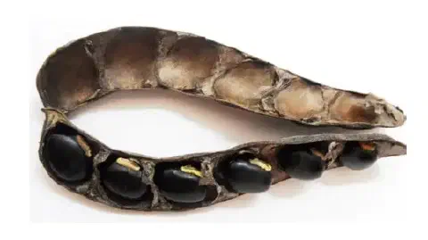 uma vagem de leguminosa seca e aberta, sobre um fundo branco. Uma metade da vagem contém várias sementes grand