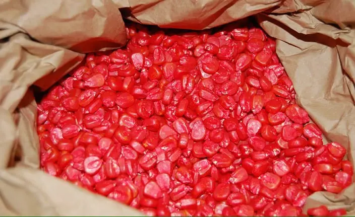 close-up de um saco de papel pardo aberto, revelando uma grande quantidade de sementes de milho. As semente