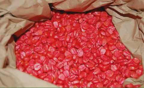 close-up de um saco de papel pardo aberto, revelando uma grande quantidade de sementes de milho. As semente