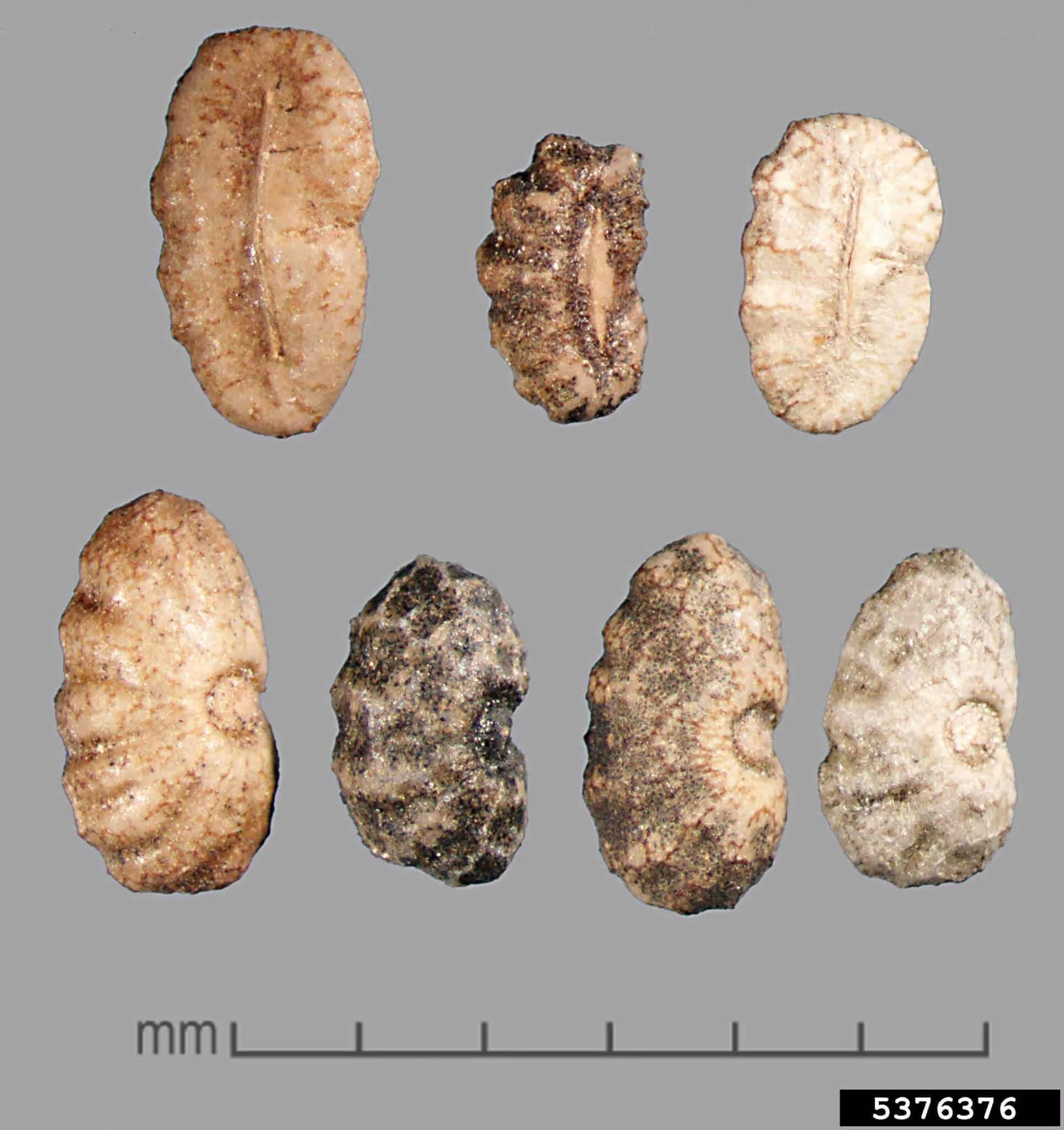 uma visão macro de sete sementes da planta daninha parasita Orobanche ramosa, conhecida como erva-toira-ramo